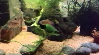 Courtship behavior in Three Line Corys False Julii Corydoras trilineatus [upl. by Teage494]