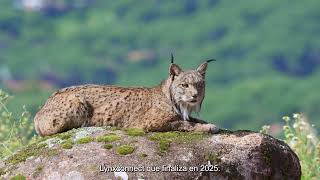 El lince ibérico deja de estar en peligro de extinción y pasa a catalogarse como especie vulnerable [upl. by Doerrer]