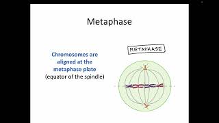 AH Biology 15b The Cell Cycle [upl. by Legnaleugim95]