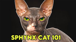 Sphynx Cat 101  Must Watch BEFORE Getting One [upl. by O'Donnell988]