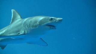 Great White Shark on Exhibit September 2011 [upl. by Heywood]