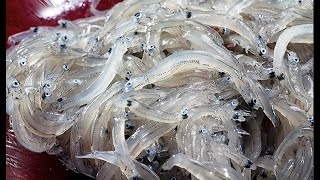 Japanese Seafood quot Shirasu しらす whitebait fisherman quot [upl. by Iey]