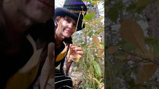 Cut Here 💀 PENSTEMON Pruning ✂️🌸👻 HALLOWEEN autumngardening [upl. by Drice]