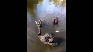 Our Black Swans Saying Hello [upl. by Bagley90]