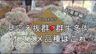 【Vlog405】【多肉植物】見応え抜群💕群生多肉オススメ品種はこれ【ホムセン多肉】【紅葉期編】 [upl. by Lanoil]