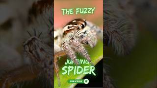 The Australian Fuzzy Jumping Spider  Highly Camouflaged  Up Close [upl. by Baptlsta302]