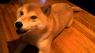 Shiba Inu Kenji Eats From Chopsticks [upl. by Ecerahs741]