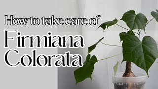 How to care for firmiana colorata [upl. by Tarah]