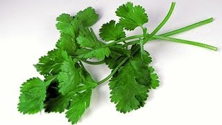 Cilantro un antiguo remedio para la salud [upl. by Magena]