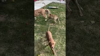 Xl American bully and friends dogbreed puppy xlbully americanbully staffy bullyworld superdog [upl. by Chaney]