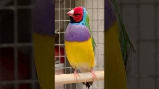 Gouldian Finch Singing  Bird Sounds  Aviary Birds birds bird nature animals pets animals [upl. by Silliw]