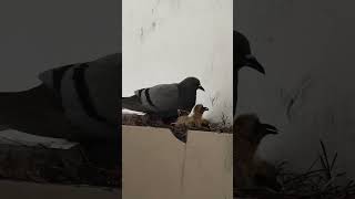 Thookkanam kuuruvi koodu birds birdsounds [upl. by Gnik]