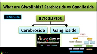 What are Glycolipids Difference between Cerebroside and Ganglioside  Lipids Part 5 [upl. by Ruthy]