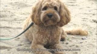 Cockapoo Grooming Styles [upl. by Varini]