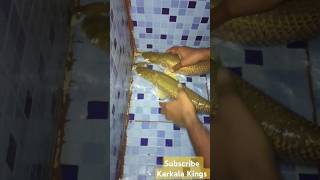 How to catch arapaima fish in india 🐠 arapaima fish Carr growth feeding fish fishing shorts [upl. by Merwin969]