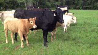 Brangus cows Charolais Calves [upl. by Warms]