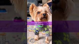 Angry dog goes viral by swearing [upl. by Upshaw]