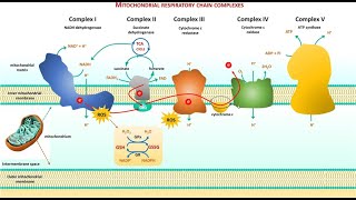 2 Cell biology  Electron Transport Chain ETC شرح بالعربي [upl. by Desirae852]