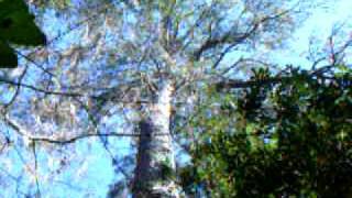 National Champion Loblolly Pine Tree [upl. by Harwell]