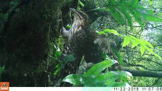 Cuckoo attacking titipounamu Rifleman nestlings  Ines Moran [upl. by Anirbys]