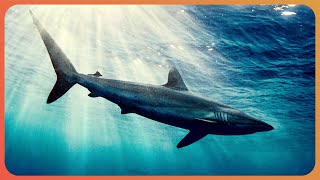 The Truth about Great White Sharks Shark Documentary  Real Wild [upl. by Dodwell417]