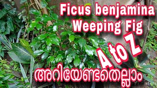 Ficus benjamina care and tips A to Z അറിയേണ്ടതെല്ലാം pleasesubscribemychannel fypシ゚viral [upl. by Hanahsuar]