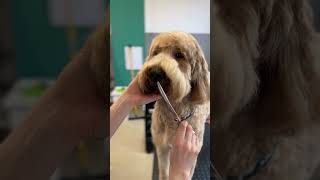 Goldendoodle face trim [upl. by Zane977]