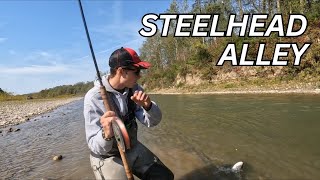 2024 Steelhead Run Fish Everywhere [upl. by Even903]