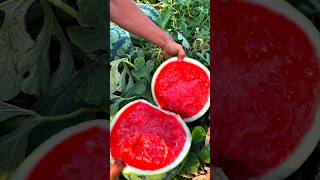 Enjoy Beautiful Seedless Watermelon 🍉 [upl. by Donell]