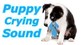 Puppy Crying Sound  Dog Crying Sound to Stimulate Your Dog dogcryingprankyourdog prankmydog [upl. by Olivann]