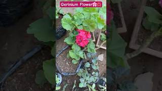 Geranium Flower Plant Collection 🌺😲shortvideo viralvideo ytshorts [upl. by Yeliac]