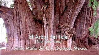 El Árbol del Tule Oaxaca México [upl. by Ariahs]