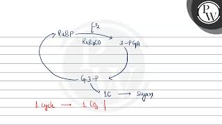 What will for the number of Calvin cycles to generate one molecule of hexose [upl. by Oileve590]