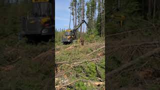 Ponsse Ergo Harvester w Ponsse H8 Harvester Head  Demo [upl. by Aleak]