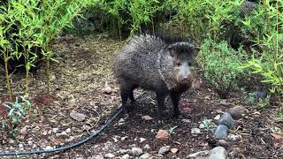 Javelinas  Sedona Arizona  July 14 2018 [upl. by Mort]