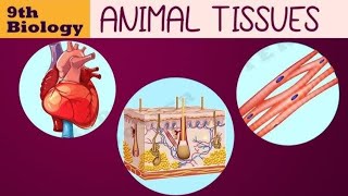 Animals tissue  class 9 Muscular tissue 🔥🔥🔥 [upl. by Kaufmann]