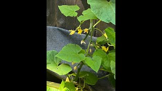 Kratky Approaches to Growing Hydroponic Cucumbers [upl. by Grimona]