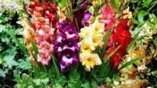 How to grow gladiolus bulbs  Gladiolus flower plant easy to grow [upl. by Eneryc]