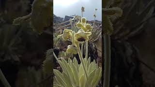 Paramo del Cocuy Colombia [upl. by Eecak]