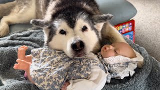 The Most Maternal Husky amp Baby Ever🥰 [upl. by Macintosh]