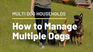 How to manage multiple dogs [upl. by Clea]