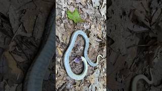 Eastern Hognose Playing Dead hognose snake herping [upl. by Einotna494]