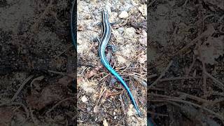 The stunning 5 lined Skink near my compost bin skink northamerica lizard michigan blue nature [upl. by Lelah]