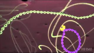 HIV life cycle How HIV infects a cell and replicates itself using reverse transcriptase [upl. by Pernick]