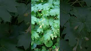 Yellow Wax Bells Kirengeshoma palmata in Hydrangea Family  Observed in Description [upl. by Arodoet500]