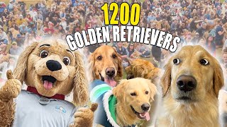 Largest Golden Retriever Meetup in the WORLD Goldiepalooza [upl. by Eve590]