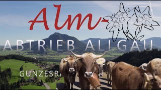 Viehscheid Almabtrieb Gunzesried 2023 im Allgäu 19 Alpen 14 Herden 15000 Zuschauer [upl. by Rebm]