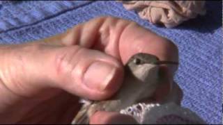 Hummingbird Banding [upl. by Siouxie]