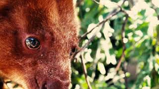 Goodfellows Tree Kangaroo [upl. by Farrell]