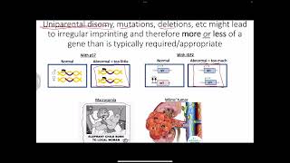 Epigenetics imprinting uniparental disomy and randomly Xlinked  trinucleotide repeat diseases [upl. by Nguyen901]